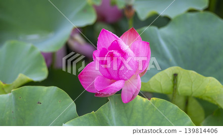 lotus flower lotus flower 139814406
