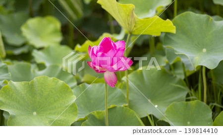 lotus flower lotus flower 139814410