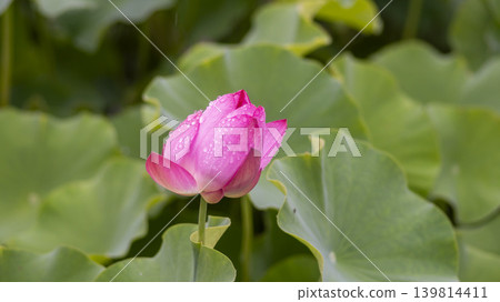 lotus flower lotus flower 139814411