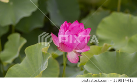 lotus flower lotus flower 139814412