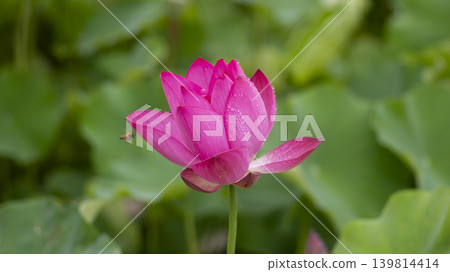 lotus flower lotus flower 139814414