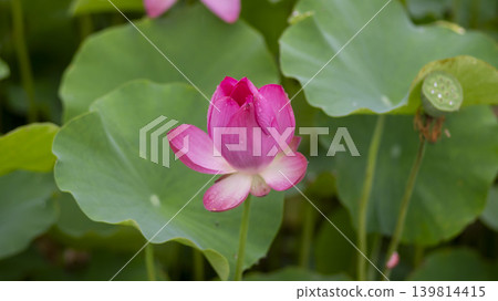lotus flower lotus flower 139814415