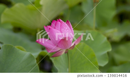 lotus flower lotus flower 139814416