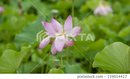 lotus flower lotus flower 139814417