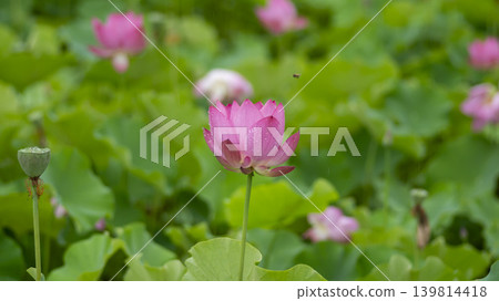 lotus flower lotus flower 139814418