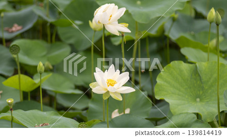 lotus flower lotus flower 139814419