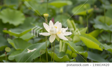 lotus flower lotus flower 139814420