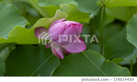 lotus flower 139814430