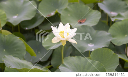 lotus flower lotus flower 139814431