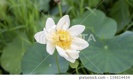 lotus flower lotus flower 139814434
