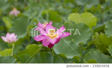 lotus flower lotus flower 139814438