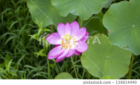 lotus flower lotus flower 139814440