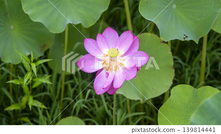 lotus flower lotus flower 139814441