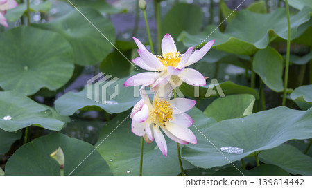 lotus flower lotus flower 139814442