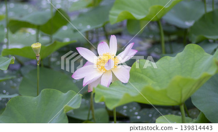 lotus flower lotus flower 139814443