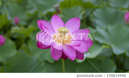 lotus flower lotus flower 139814446
