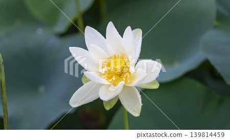 lotus flower 139814459
