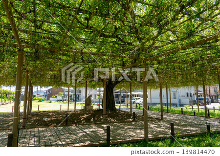 天野河公園的紫藤花架和初夏的清新綠意 139814470