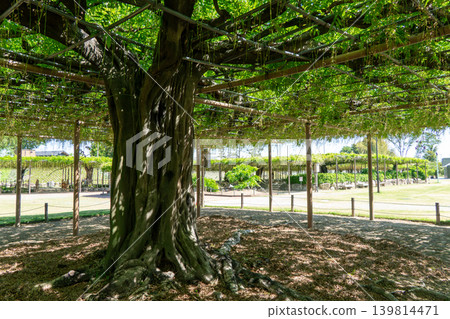天野河公園的紫藤花架和初夏的清新綠意 139814471