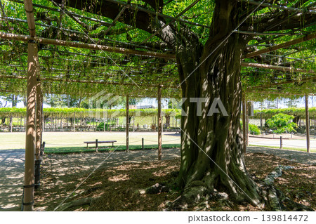 天野河公園的紫藤花架和初夏的清新綠意 139814472