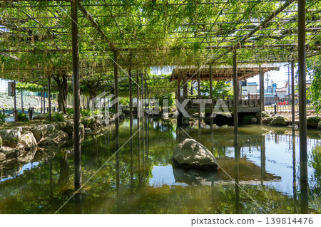 天野河公園的紫藤花架和初夏的清新綠意 天野河公園的紫藤花架和初夏的清新綠意 139814476