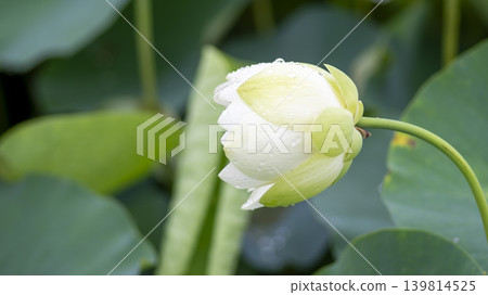 lotus flower lotus flower 139814525