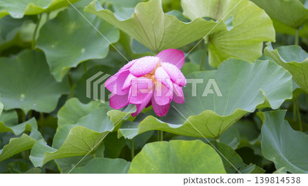 lotus flower lotus flower 139814538