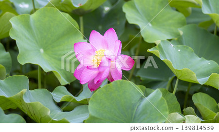 lotus flower 139814539