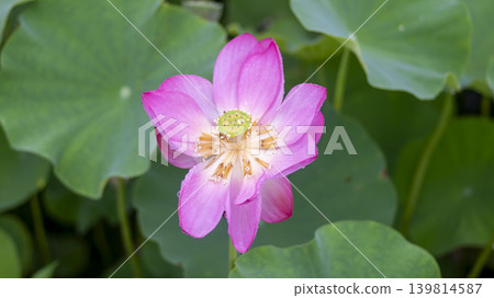 lotus flower lotus flower 139814587