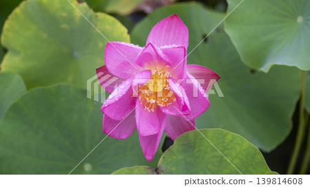 lotus flower lotus flower 139814608