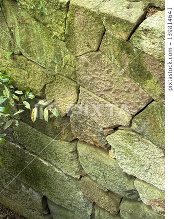 Close-up of moss-covered stone wall and plants Close-up of moss-covered stone wall and plants 139814641