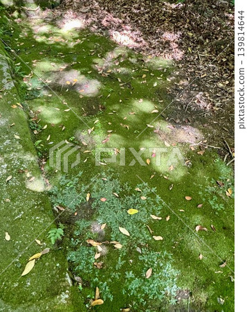 一個靜謐的花園，地面長滿青苔，落葉遍地，陽光透過樹木灑下斑駁的光影。 139814644