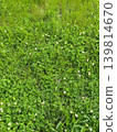 A natural background of white clover flowers and green grassland viewed from directly above. 139814670