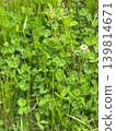 A field in early summer overgrown with white clover and weeds. 139814671