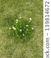 A photo taken from directly above of a cluster of white clover flowers blooming on a lawn. 139814672