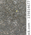 Tiny yellow flower petals scattered on the cobblestone path 139814677