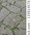 A natural landscape of moss and weeds growing from the cracks in the cobblestones. 139814678
