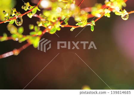 雨滴閃爍的樹枝,構成了一幅天然的藝術畫卷。 雨滴閃爍的樹枝,構成了一幅天然的藝術畫卷。 139814685