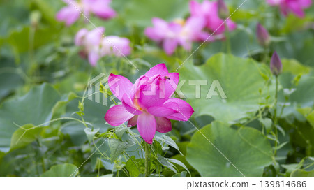 lotus flower 139814686