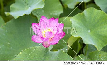 lotus flower lotus flower 139814687