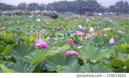 lotus flower lotus flower 139814693