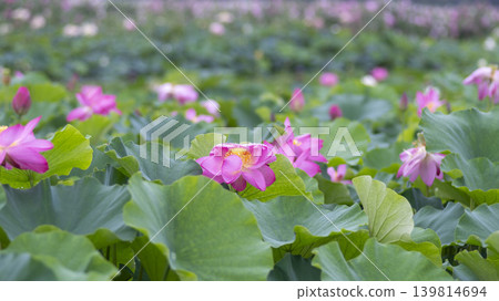 lotus flower lotus flower 139814694