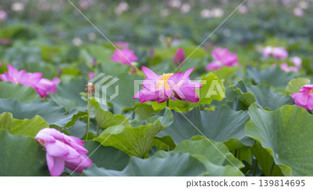lotus flower lotus flower 139814695