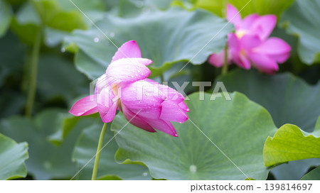 lotus flower lotus flower 139814697