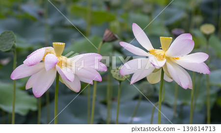 lotus flower 139814713