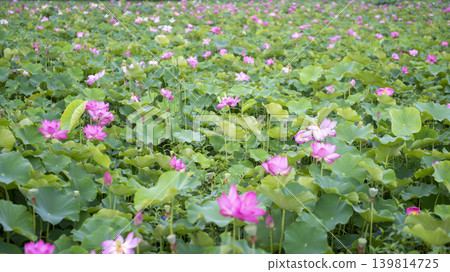 lotus flower lotus flower 139814725