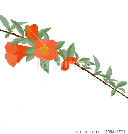 手繪花卉插圖:石榴 手繪花卉插圖:石榴 139814754