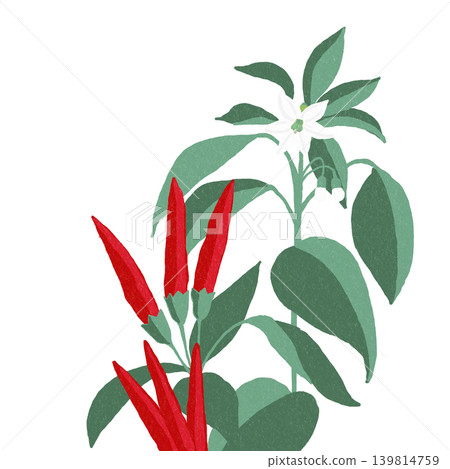 Hand-drawn flower illustration: Chili pepper 139814759