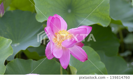 lotus flower lotus flower 139814760