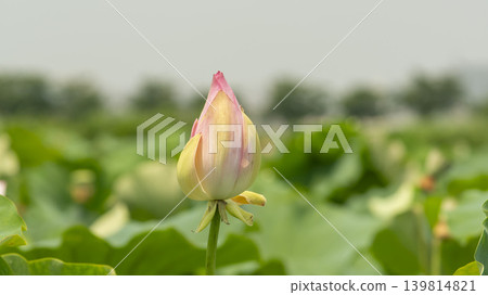 lotus flower 139814821